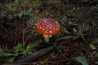 Amanita muscaria image