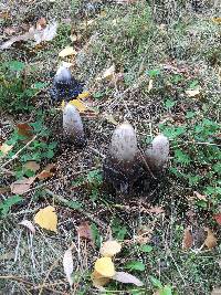 Coprinus comatus image