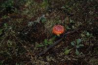 Amanita muscaria subsp. flavivolvata image