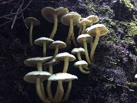 Hypholoma fasciculare image