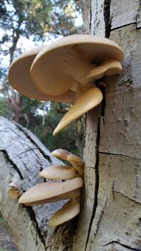 Pleurotus ostreatus image