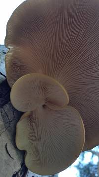 Pleurotus ostreatus image