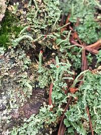 Cladonia cristatella image