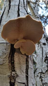 Pleurotus ostreatus image