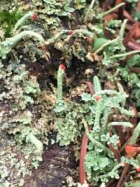 Cladonia cristatella image