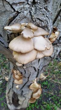 Pleurotus ostreatus image