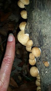 Crepidotus mollis image