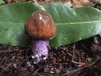 Cortinarius vanduzerensis image