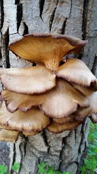 Pleurotus ostreatus image