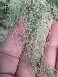 Ramalina menziesii image