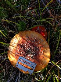 Amanita muscaria image