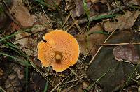 Hygrophoropsis aurantiaca image