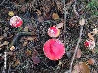 Amanita muscaria image