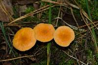 Hygrophoropsis aurantiaca image