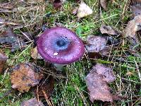 Russula caerulea image