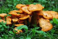 Cantharellus ignicolor image