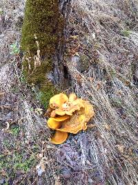 Omphalotus olivascens image