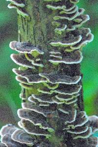 Trametes versicolor image