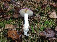 Russula caerulea image