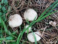 Lycoperdon perlatum image