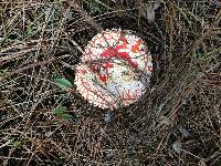 Amanita muscaria image