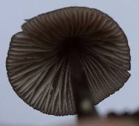 Mycena purpureofusca image