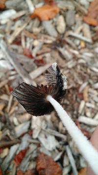 Coprinopsis lagopus image