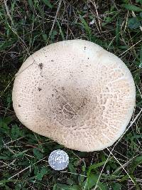 Agaricus xanthodermus image