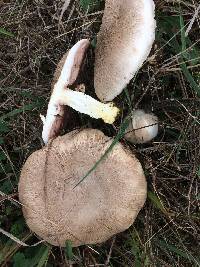 Agaricus xanthodermus image