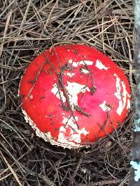 Amanita muscaria image