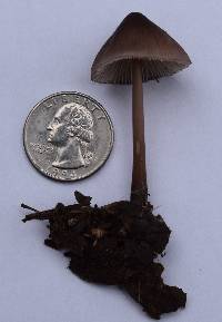 Mycena purpureofusca image