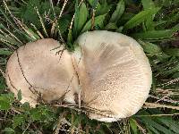 Agaricus xanthodermus image