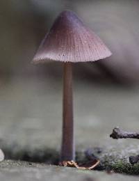 Mycena purpureofusca image