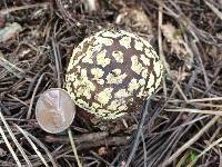 Amanita augusta image