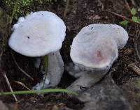 Hypomyces chrysospermus image