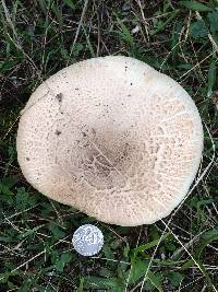 Agaricus xanthodermus image