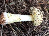 Amanita augusta image