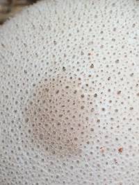 Lycoperdon perlatum image