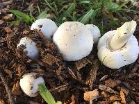 Agaricus xanthodermus image