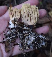 Ramaria stricta image