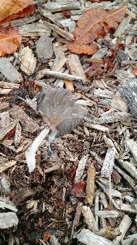 Coprinopsis lagopus image