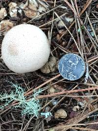 Lycoperdon perlatum image