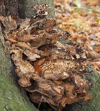 Image of Polyporus giganteus