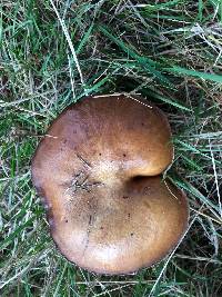 Suillus brevipes image