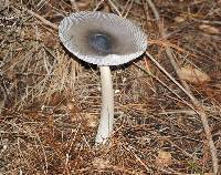 Amanita vaginata image