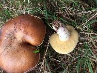 Suillus brevipes image