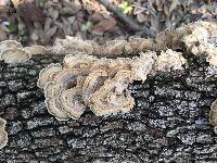 Trametes versicolor image