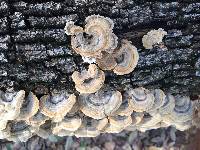 Trametes versicolor image