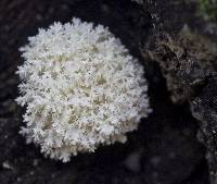 Hericium coralloides image