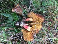 Boletus chrysenteron image